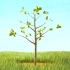 树生长的动画