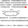 一道题讲透DNA复制   详解析 高三好题