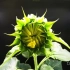 见证一朵向日葵的生长过程！！！！！！！！！