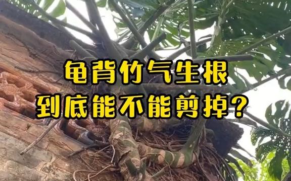 龟背竹 的气生根到底有什么用，能不能剪掉？