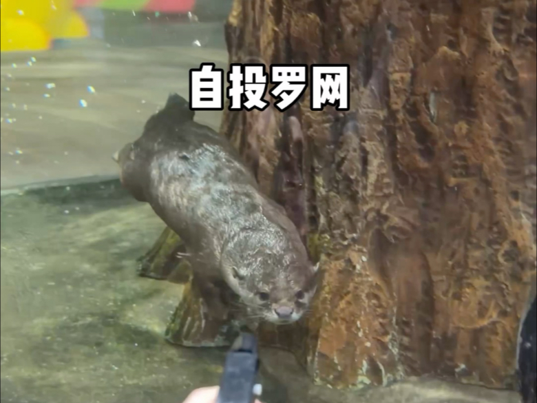小水獭被击中了！