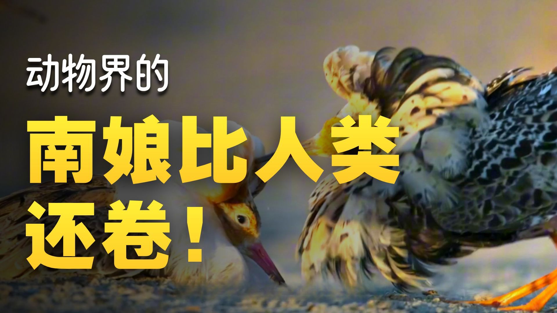 既然人类有男娘，那动物界有男娘吗？啧啧，有的兄弟，包有的。