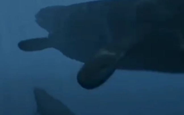 动物传奇：海王龙。身长15米。水面不仅是翼龙捕猎的地方同时也是它们被猎的地方海王龙是一种巨大的海洋爬行动物生活于史前海洋中它们头顶上飞行的是夜翼龙它具有奇怪的。
