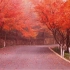 南京栖霞山枫叶红了……秋天，一个治愈心情的季节！