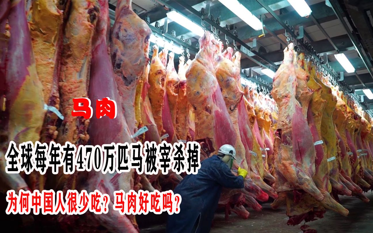 全球每年有470万匹马被宰杀掉，为何中国人很少吃？马肉好吃吗？