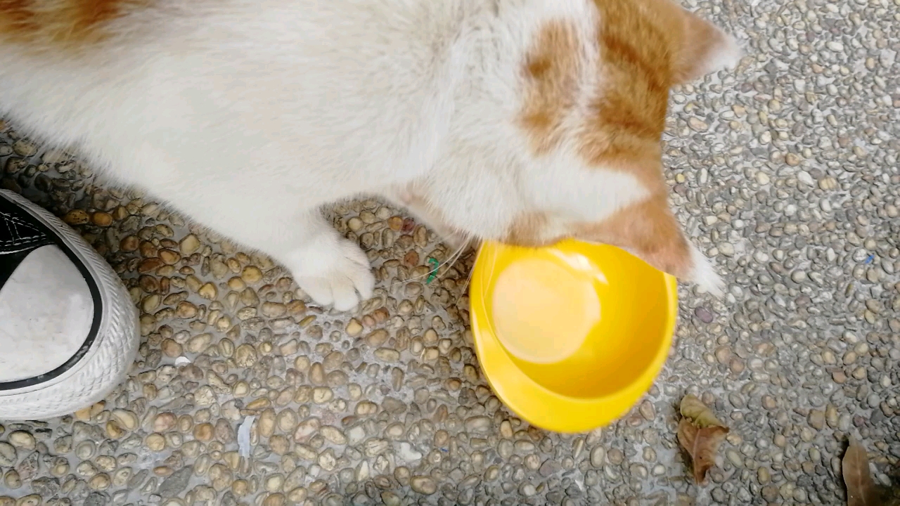 往事vlog：去年初喂的猫猫（已经不在了）