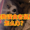 狗狗误食老鼠药怎么办？幸好救回来了