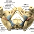 女性阴部神经解剖，阴茎背神经阻断术是什么，3D演示。。