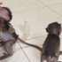 三只中班的小猴子来找糊糊仙人找奶喝……嗯……配方奶……
