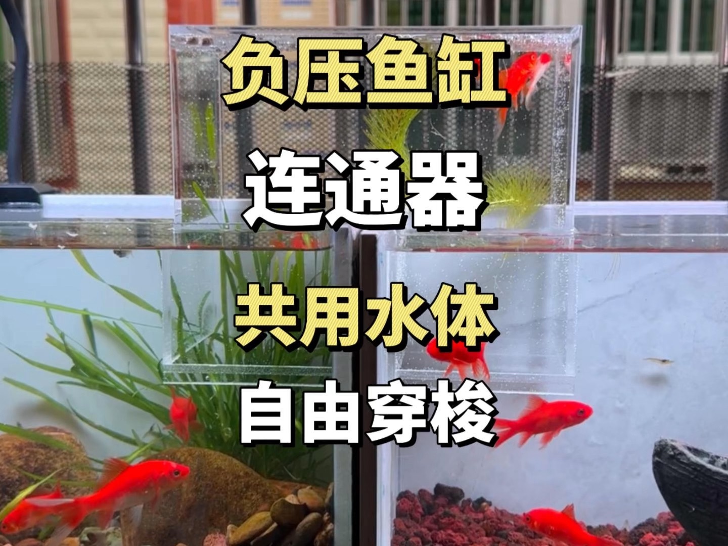 让两个鱼缸共用一个水体的负压鱼缸，鱼儿自由穿梭