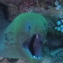 海鳗‖乌苏拉的小跟班