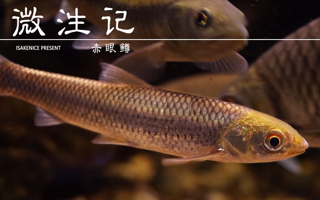【微泩记12】向日金鳞:赤眼鳟