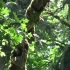 视频素材 ▏h1929 唯美小清新阳光传过绿叶树叶野外大自然森林绿色环保保护环境空镜头视频素材