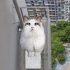 中大奖！高楼空调外机天降万元布偶猫！