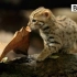 【BBC】世界上最袖珍的猫咪——锈斑豹猫