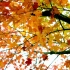 空镜头视频素材 秋天红叶枫叶落叶秋季素材分享