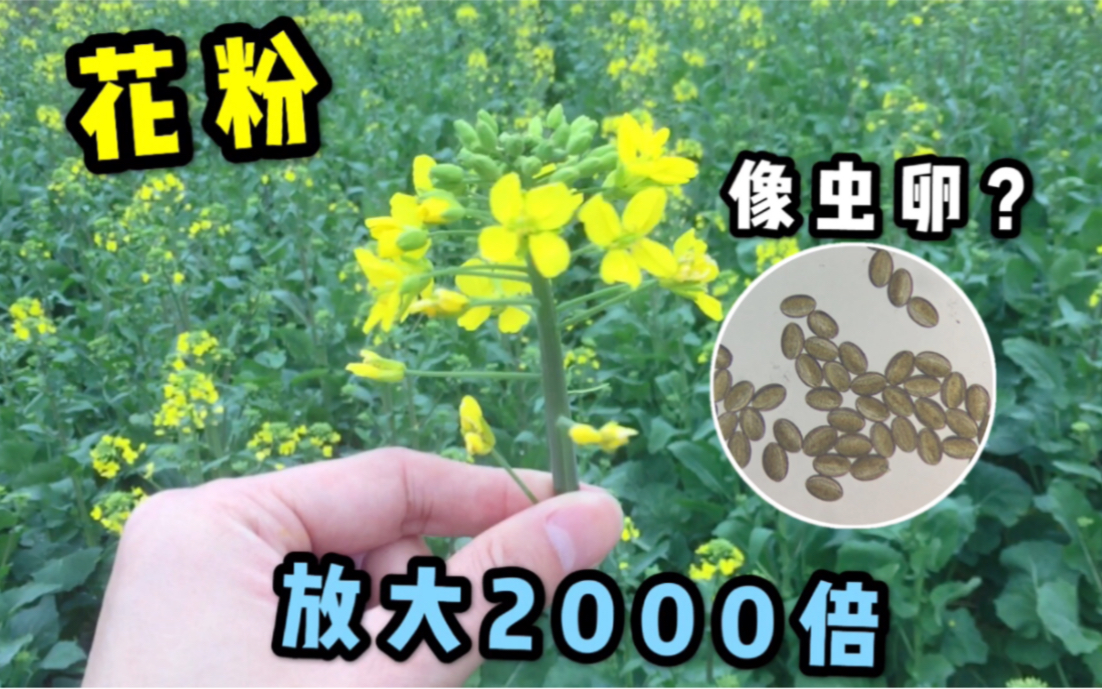 花粉放大2000倍像虫卵!?小伙看完不敢闻花了…哔哩哔哩bilibili