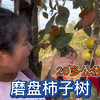 20多公分粗“柿柿如意”磨盘柿子树，果实累累彰显大气，庭院好树