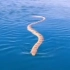 小哥在海上玩的时候, 三番五次碰见一条海蛇来