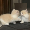 “小奶猫不可以打架