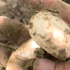 沙漠里的蘑菇，中华美味蘑菇系列