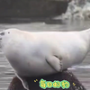 姆姆兽蹦迪