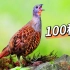 2021年鸟叫声精华版（100种鸟叫声）