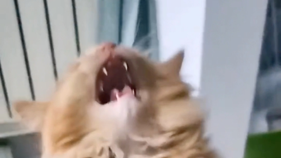 俺 不 中 啦 ！ ！ ！
