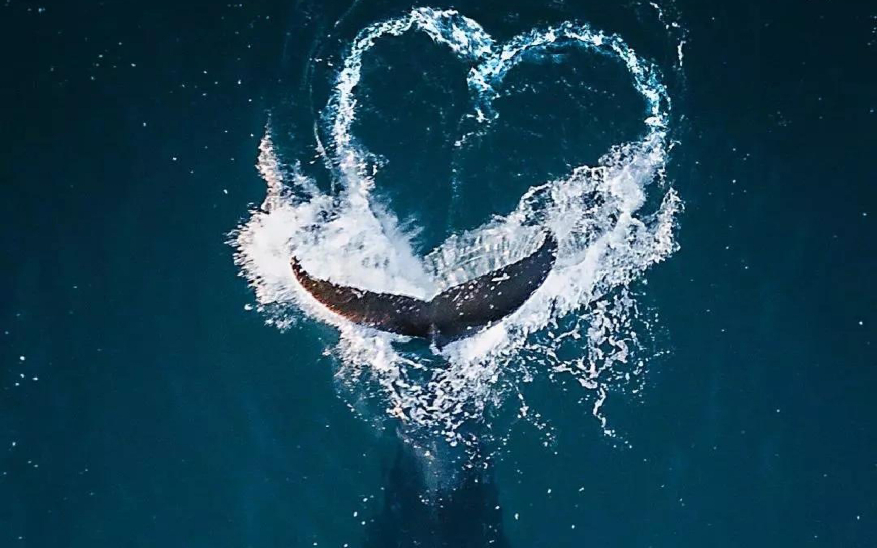 一鲸落，万物生！世上最浪漫的重生仪式给予了深海最后的温柔-直播吧