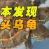 罕见！日本发现双头乌龟 左边的头比右边更贪吃