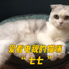 从未见过这么孝顺奶奶的小猫咪，铲屎官爸爸太难了