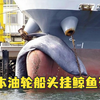 恐怖！日本油轮船头挂鲸鱼死尸