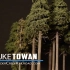 【Luke Towan】如何制作一棵模型松树