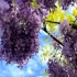 最是那一低头的温柔，像紫藤花爬满了心头…院子里的另一棵紫藤也开了