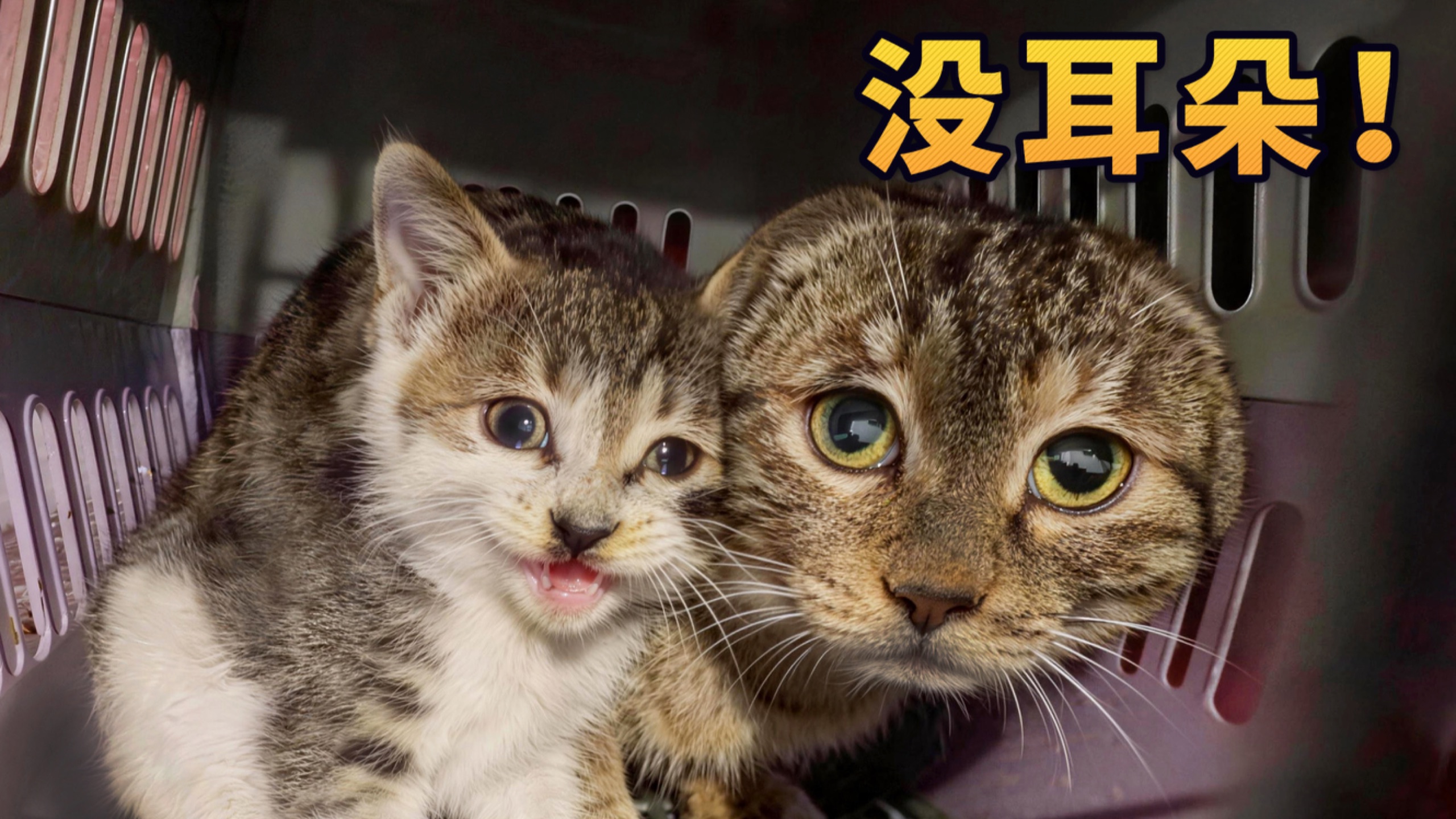 再也不吃猫耳朵了！！