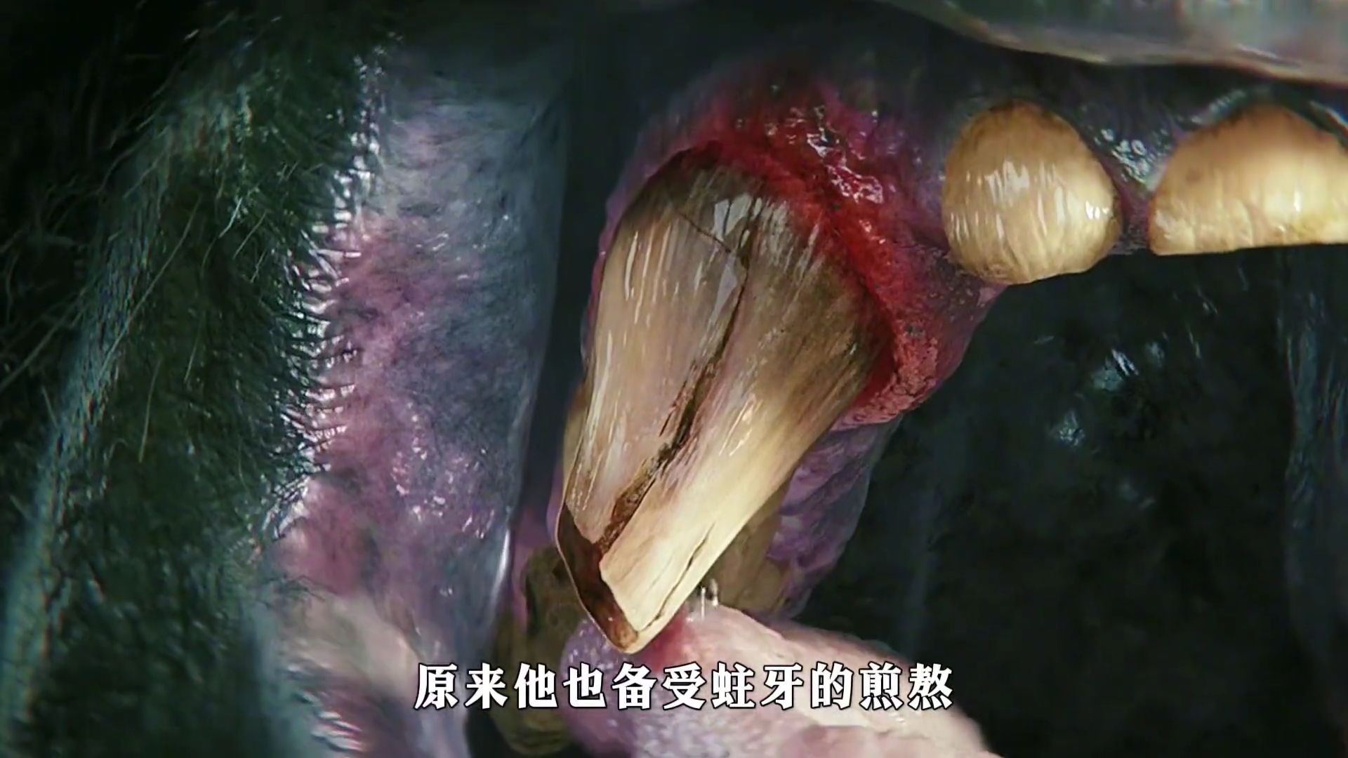 金刚正准备给自己加鸡腿，可当食物碰到牙齿的瞬间，却疼得他嗷嗷直叫《金刚大战哥斯拉》