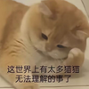 《女人何苦为难女人》_游戏热门视频