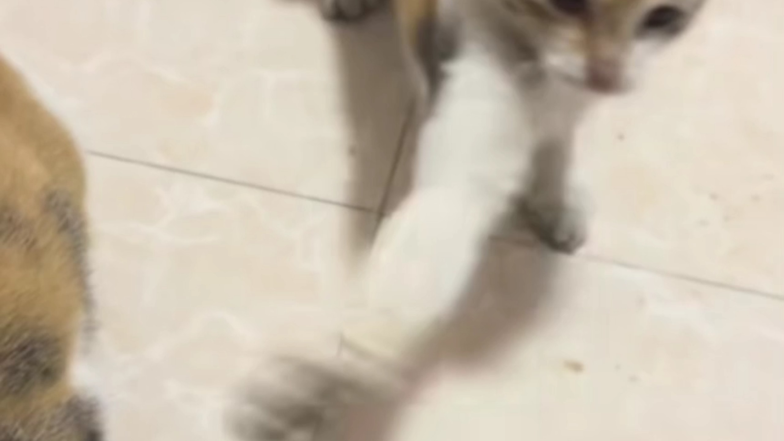 哈基米这个挥手不要