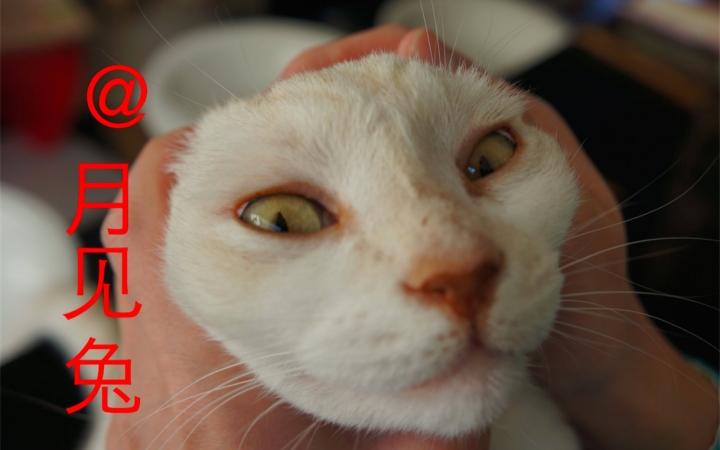 [Nihonkat Cafe12: First View] Liona's got you in her arms. 50 days in Kyoto, day 30 of the Rabbit Tsukimi's journey.
