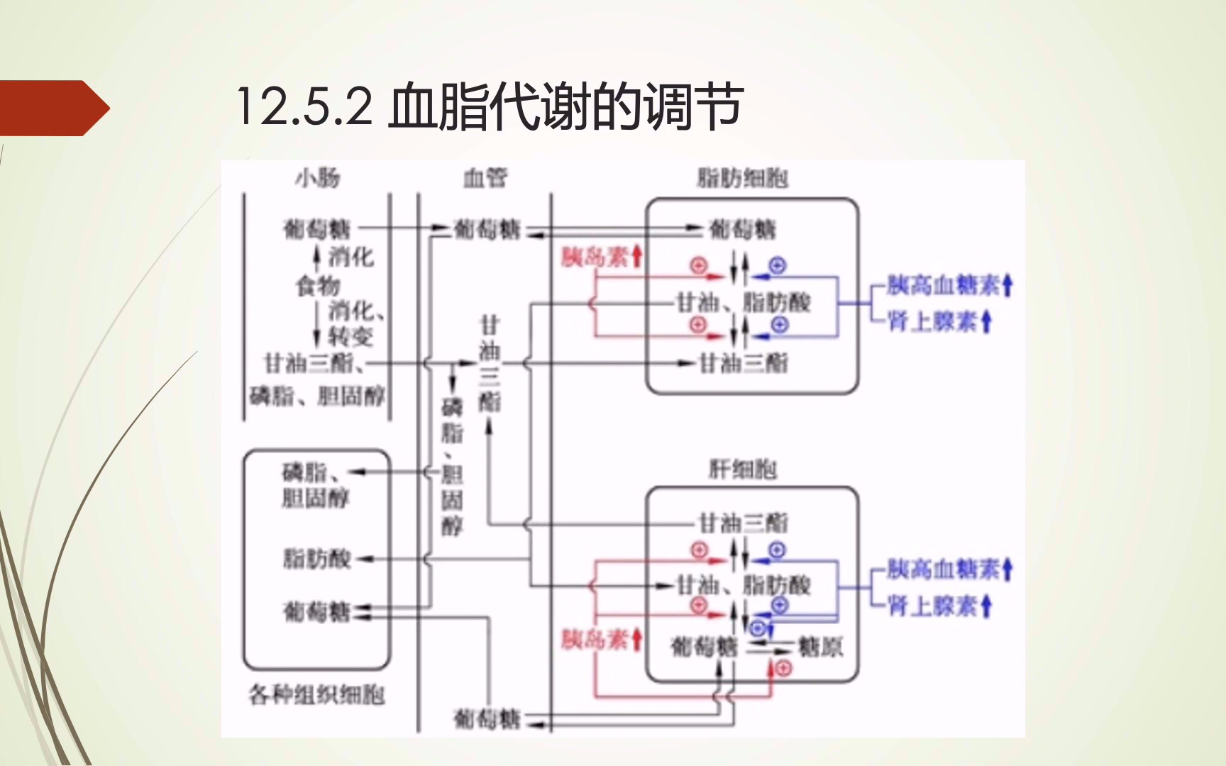 【沪科版高中生物 12.5 血脂代谢及其调节(复习)