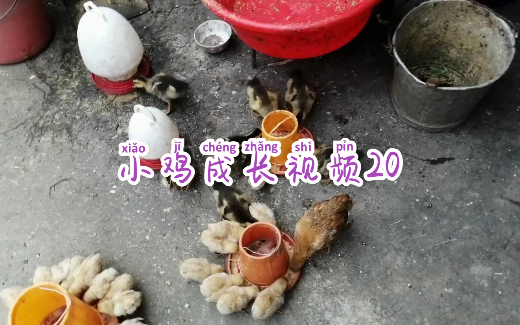 小鸡成长视频20