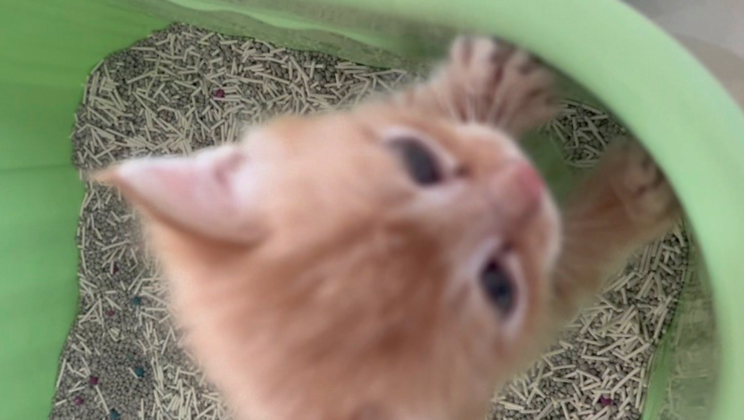 这是啥子猫？一直吃碗……