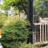 【兽娘动物园】都築和彦‏带AR薮包BOSS去羽村市動物公園看薮猫