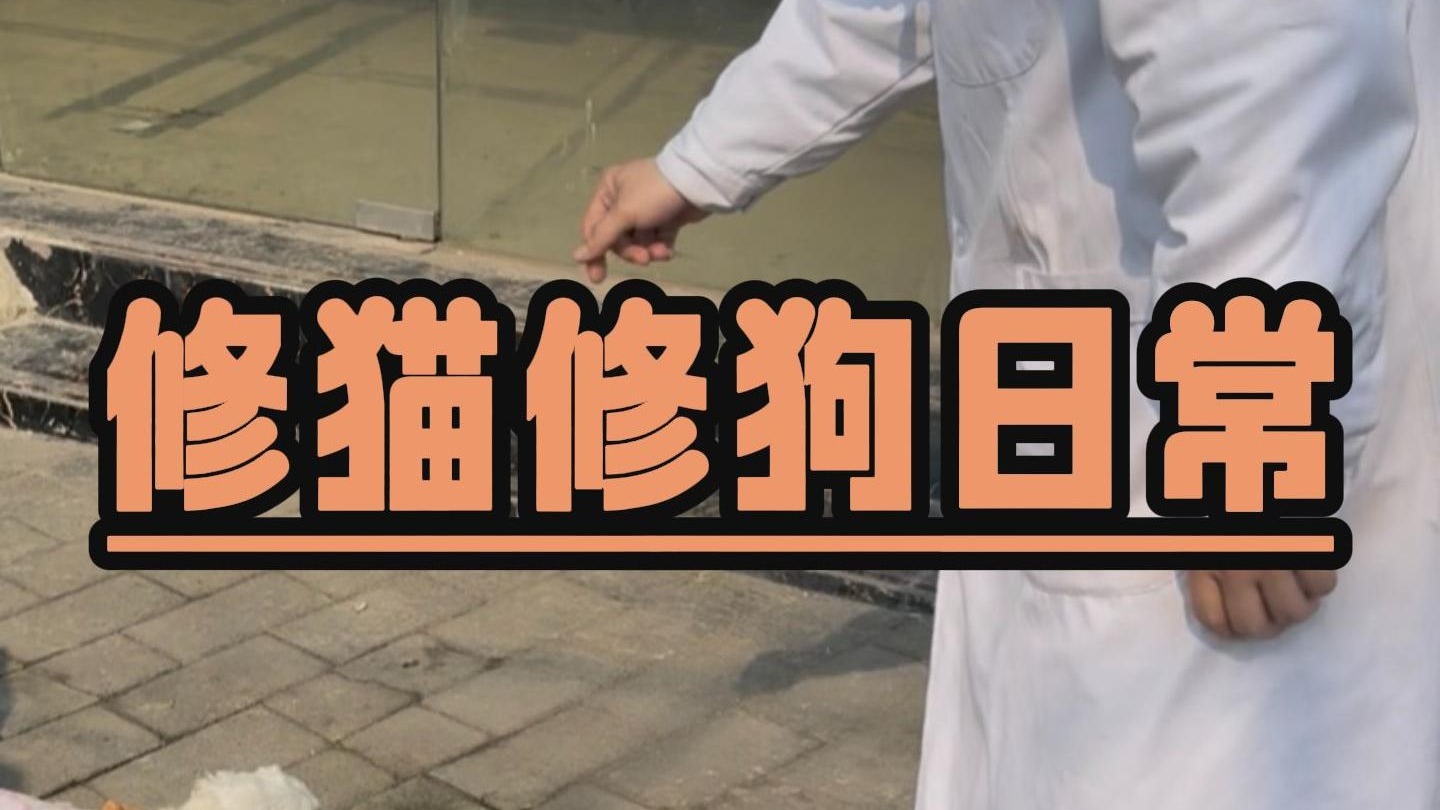 这小猫太可怜了