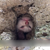 流浪猫调皮钻进洞里，头被卡了好几天，把它救出来之后赶不走了