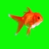 绿幕视频素材金鱼