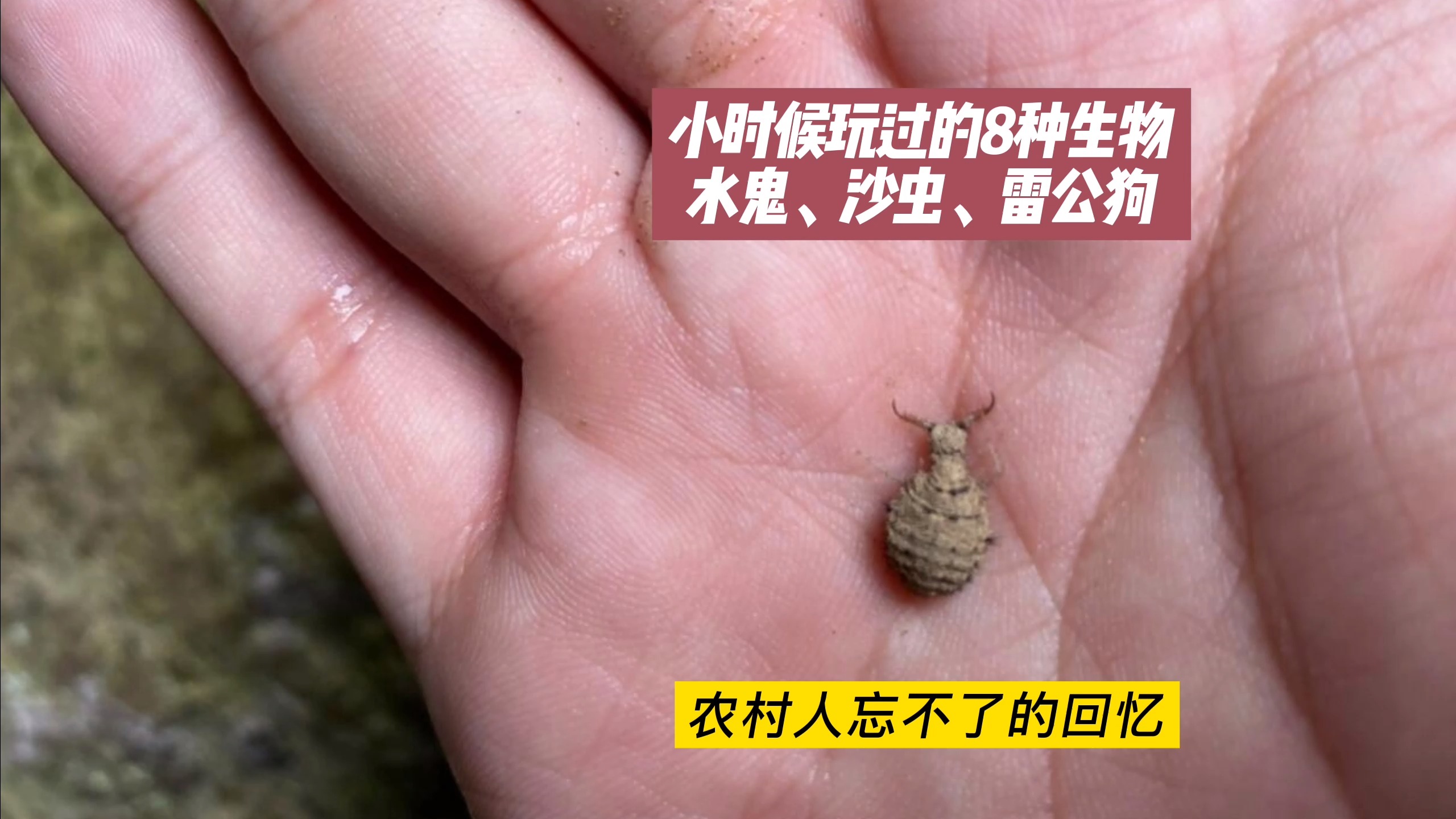 湛江沙虫有标准啦 - 湛江市碧海湾水产科技有限公司