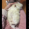 新年让荷兰猪给家人们整点节目
