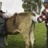 实拍高中生物课本里给牛进行人工授精的全过程