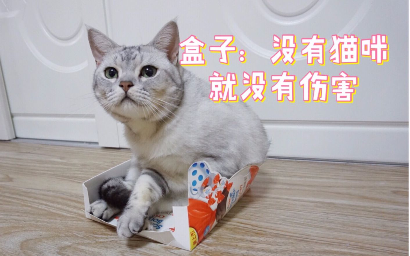 微信头像肥猫【点击鼠标右键下载_表情大全